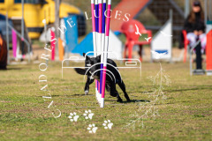 A749068_AS0226